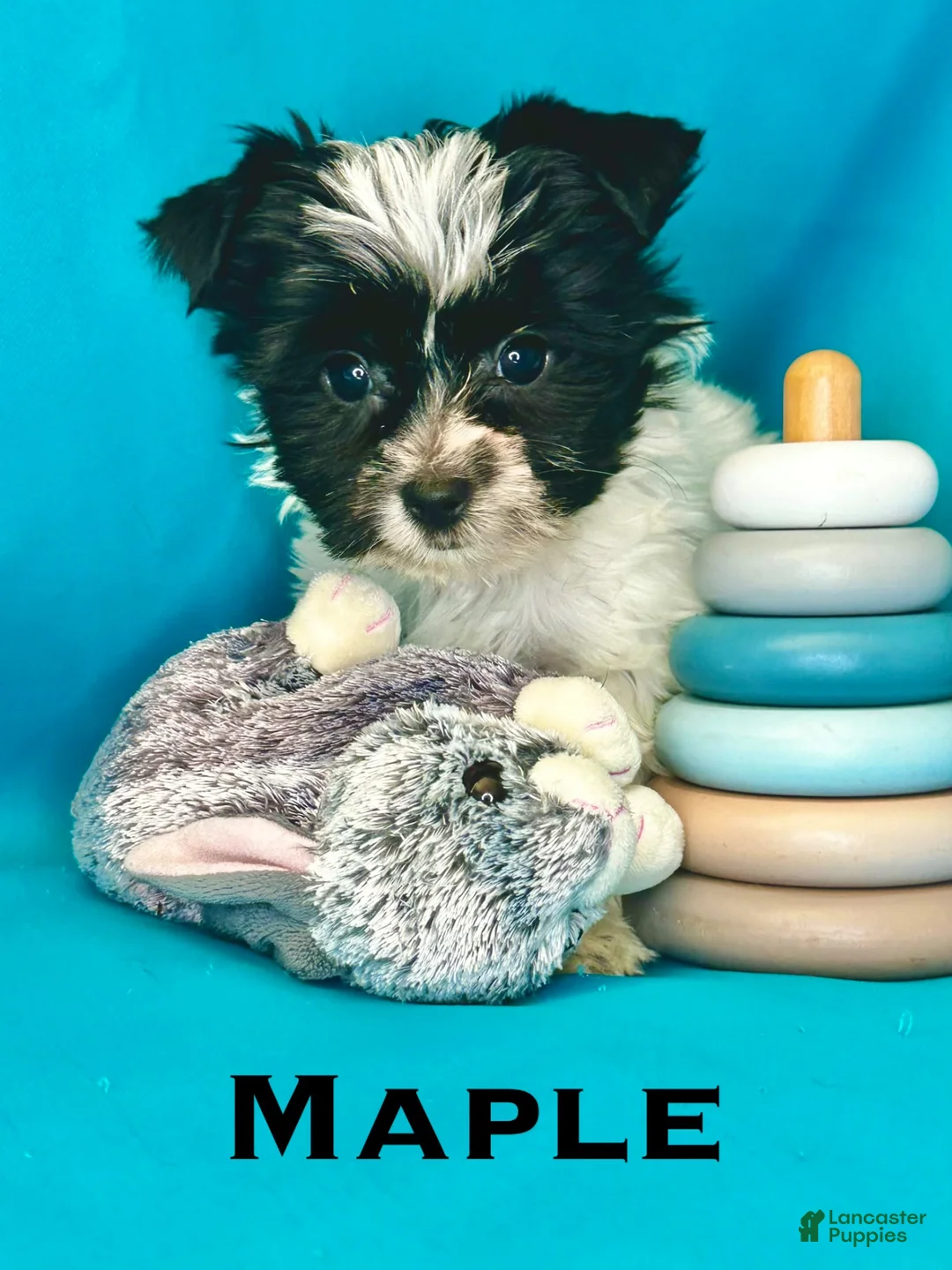 Biewer Terrier dogs for sale: Titan - Ad 10