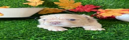 French Bulldog dogs for sale: Mr. Waffles  - Ad 4