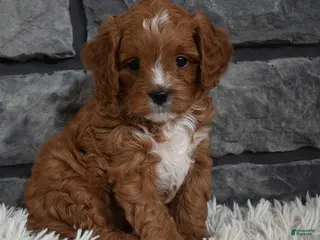 Cavapoo dogs Peanut - Ad 36