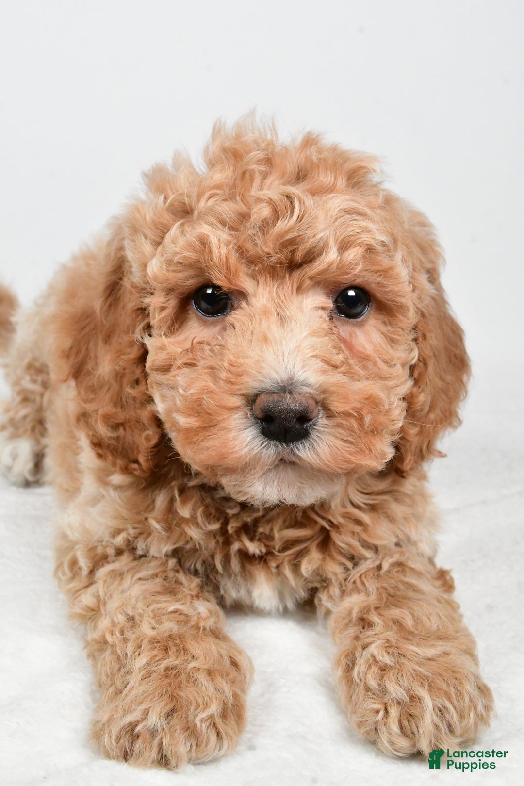 Bichpoo dogs for sale: Teddy - Ad 8
