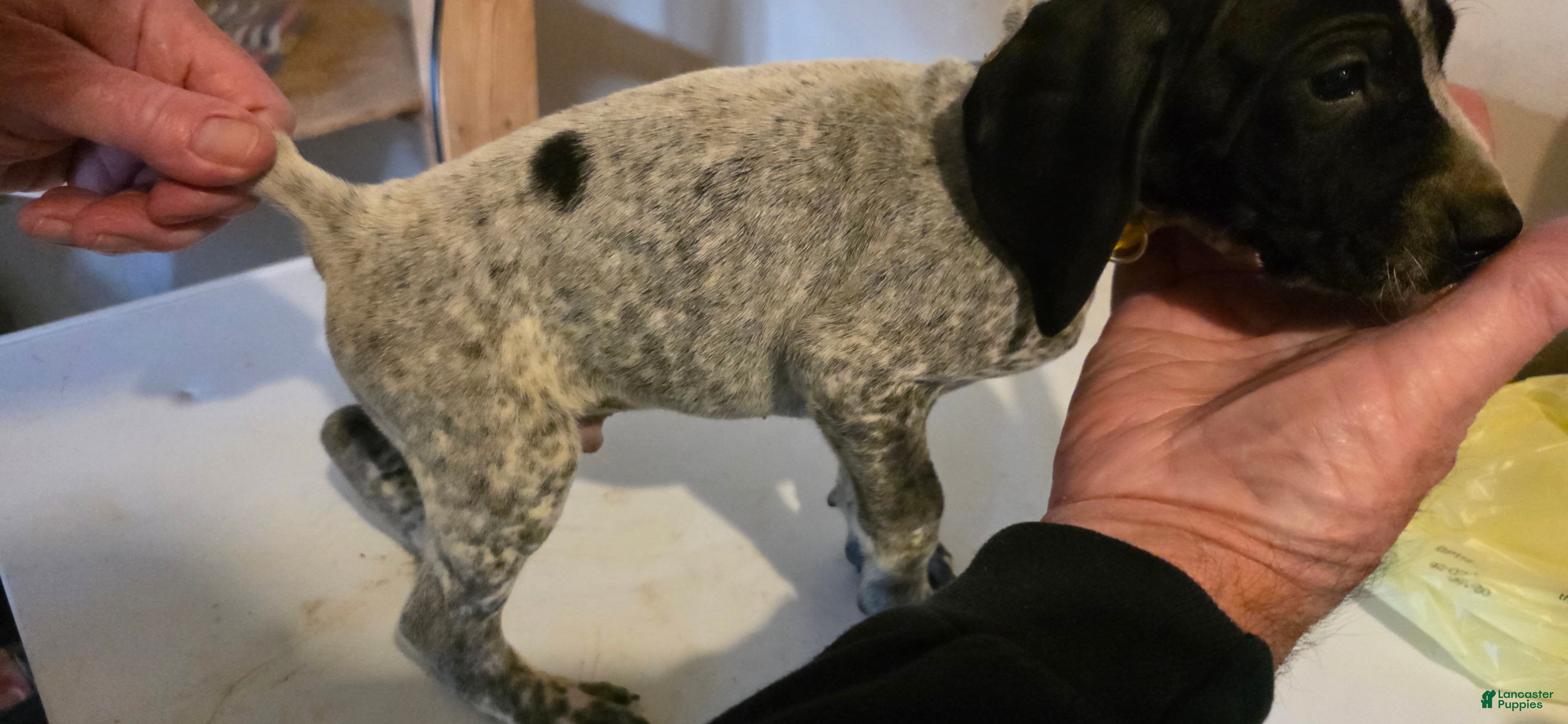 German Shorthaired Pointer dogs for sale: German Shorthaired Pointer Puppy 1 - Ad 2