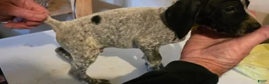 German Shorthaired Pointer Puppy 1