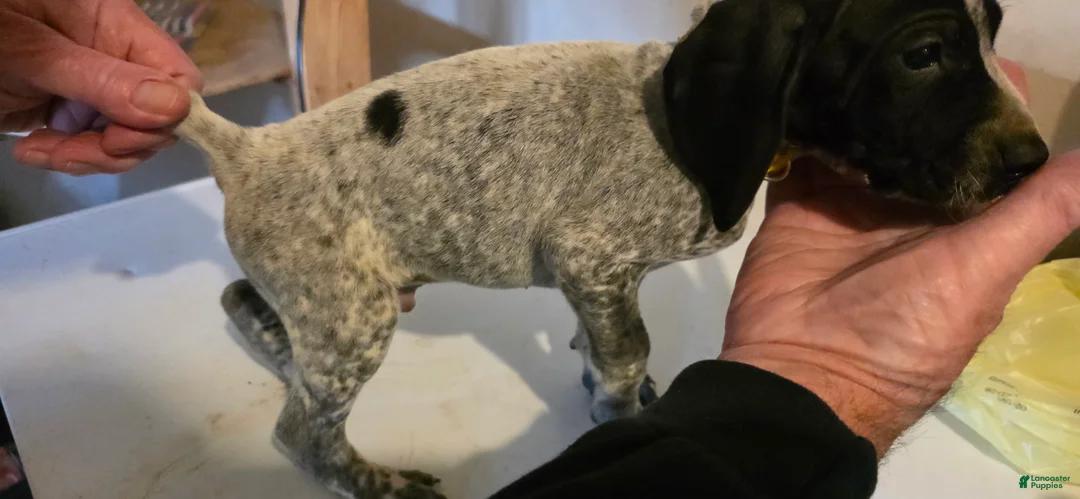 German Shorthaired Pointer dogs for sale: German Shorthaired Pointer Puppy 1 - Ad 1