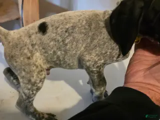 German Shorthaired Pointer dogs for sale: German Shorthaired Pointer Puppy 1 - Ad 2