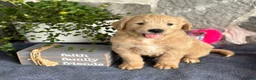 Goldendoodle dogs for sale: Nigel - Ad 3