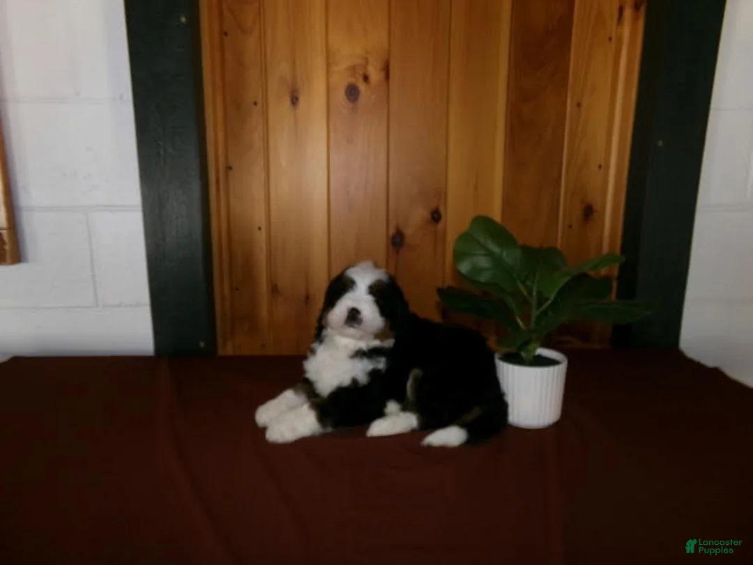 Mini Bernedoodle dogs for sale: Austin - Ad 9