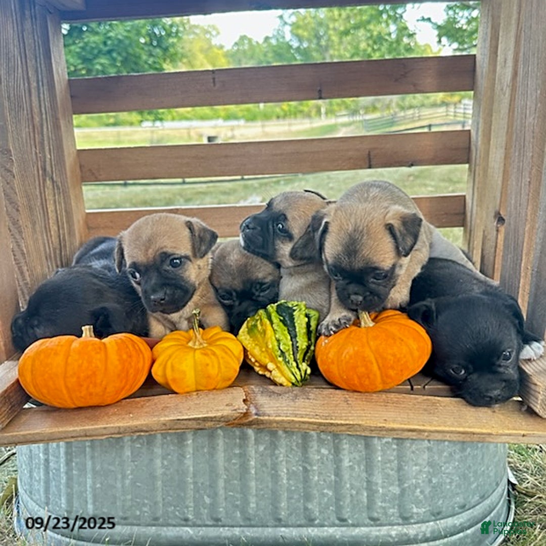 Jug dogs for sale: Leaf - Ad 14