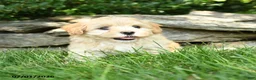 Maltipoo dogs for sale: Sunny  - Ad 2