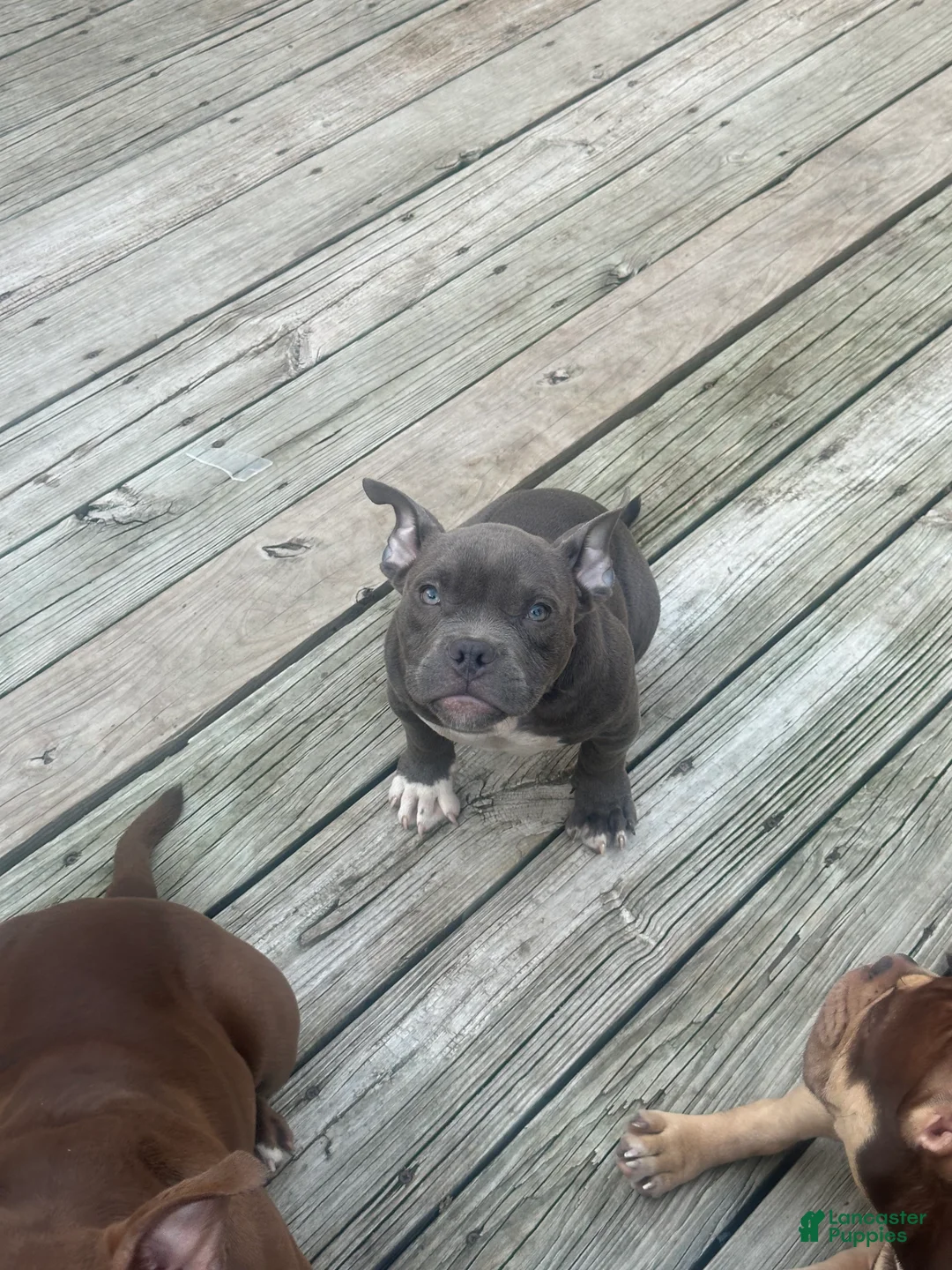American Bully dogs for sale: Sky - Ad 1