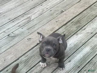 American Bully dogs for sale: Sky - Ad 4