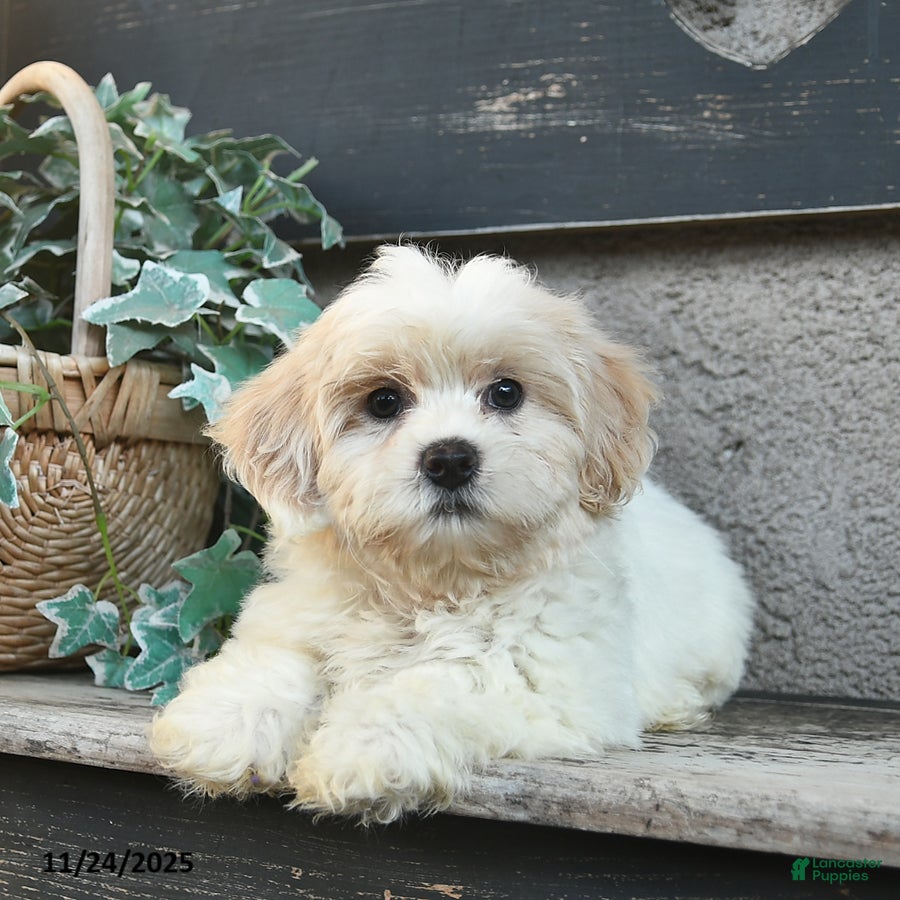 Bichpoo dogs Dylan  - Ad 1