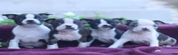 Boston Terrier dogs for sale: Mavis  - Ad 6