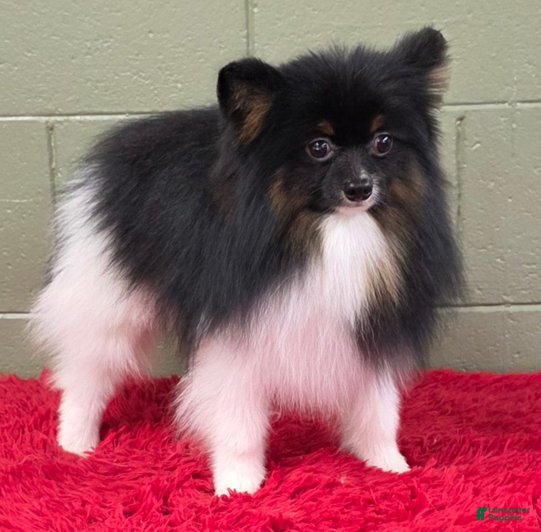 Pomeranian dogs for sale: Flynn - Ad 2