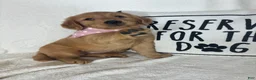 Golden Retriever dogs for sale: Amber - Ad 3