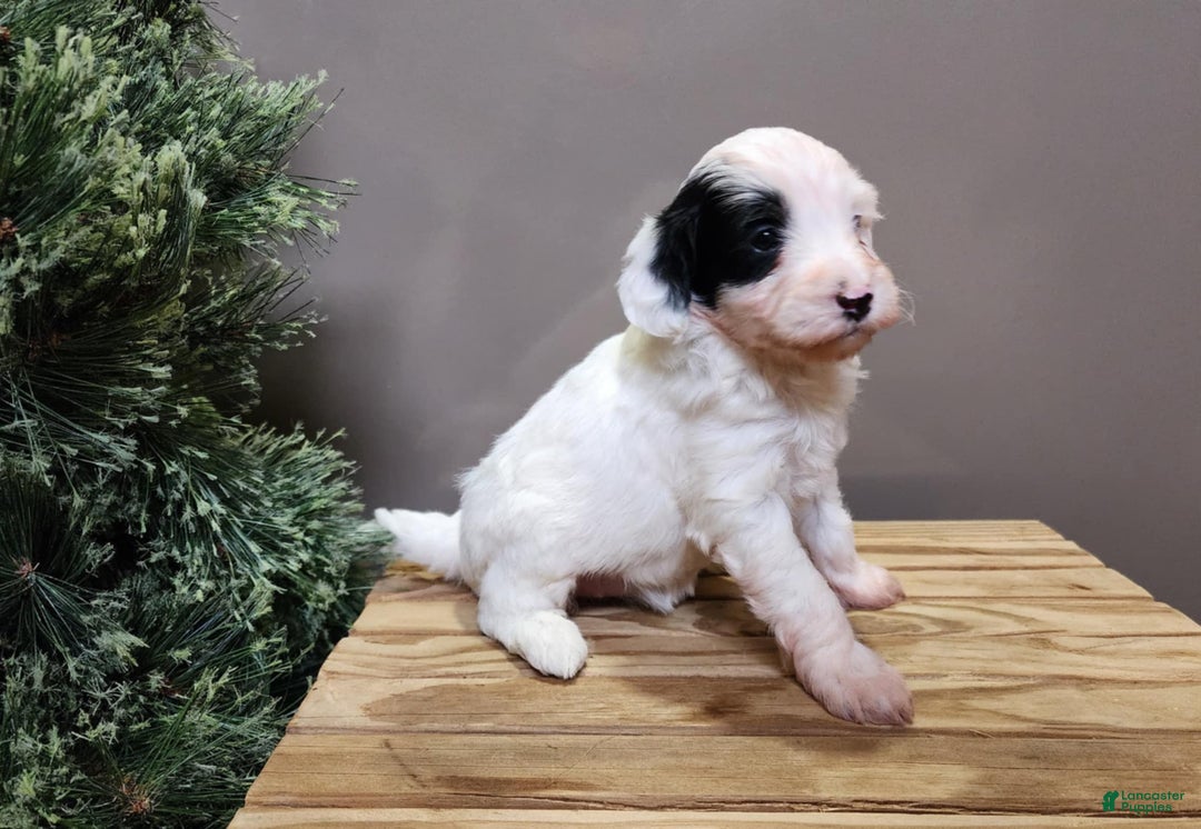 Mini Bernedoodle dogs for sale: Sparkle - Ad 13