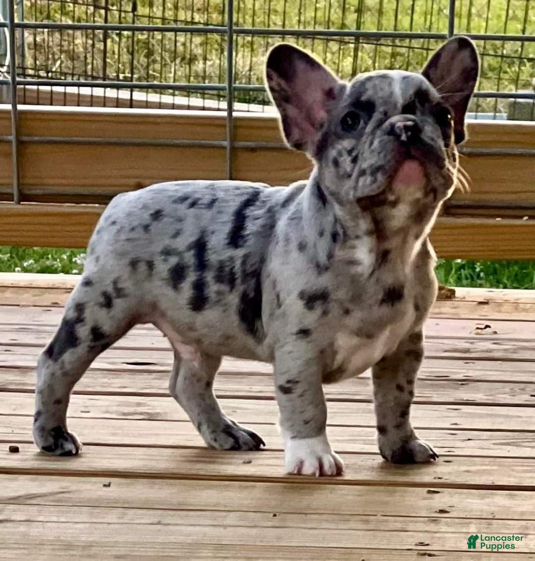 French Bulldog dogs for sale: Jaspee  - Ad 3