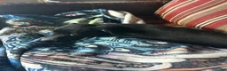 Rat Terrier dogs for sale: Abe - Ad 16