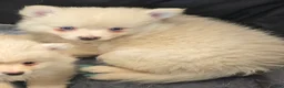 Pomsky dogs for sale: Cream boy 2 - Ad 2