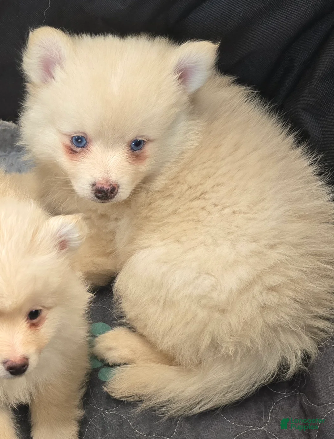 Pomsky dogs for sale: Cream boy 2 - Ad 2