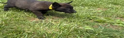 Belgian Malinois dogs for sale: Cleveland - Ad 9