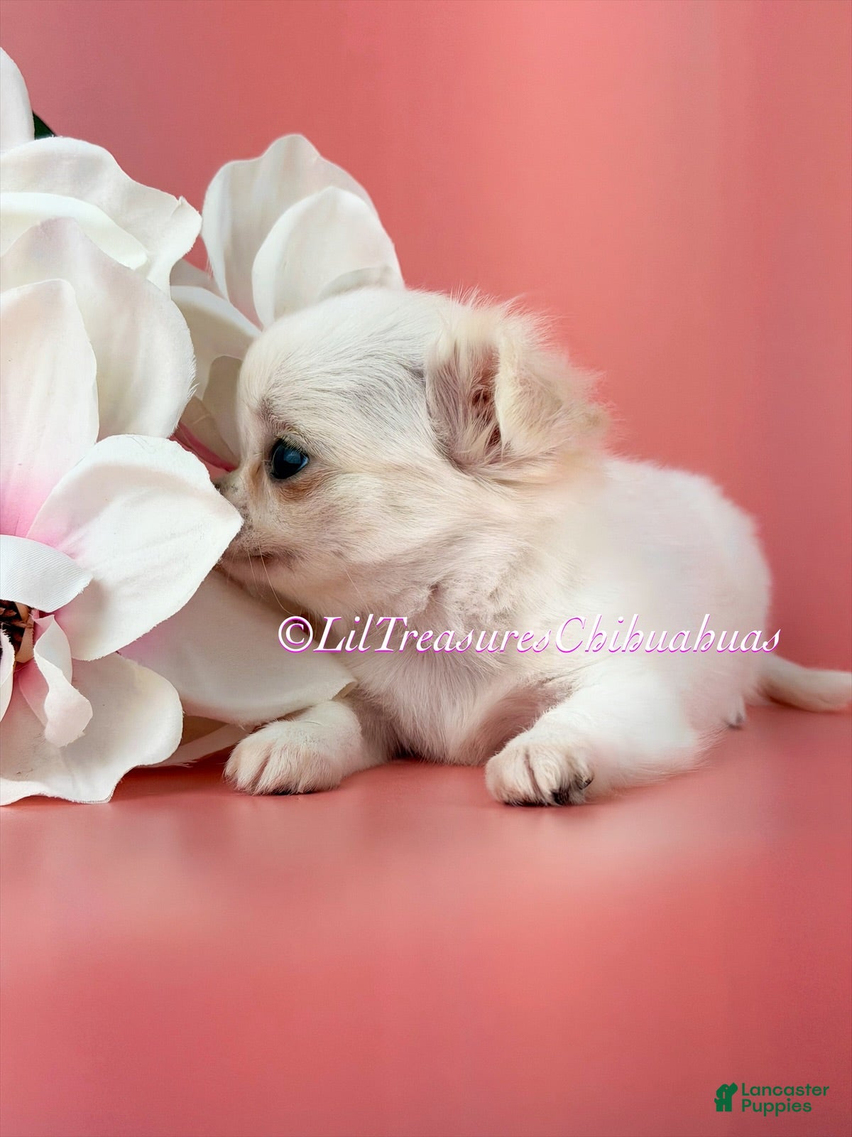 Chihuahua dogs Salt - Ad 2