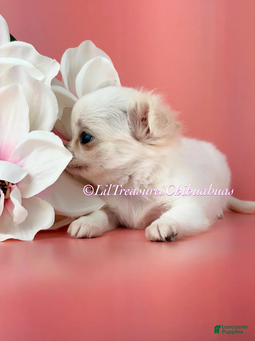 Chihuahua dogs for sale: Salt - Ad 2