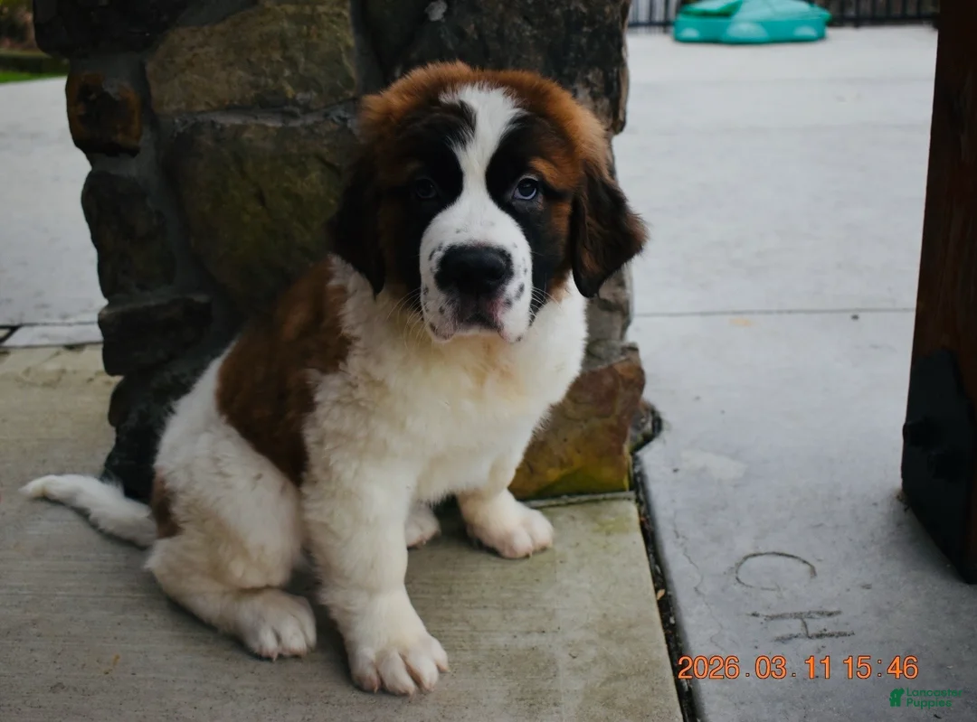 Saint Bernard dogs for sale: Saint Bernard Puppy 1 - Ad 2
