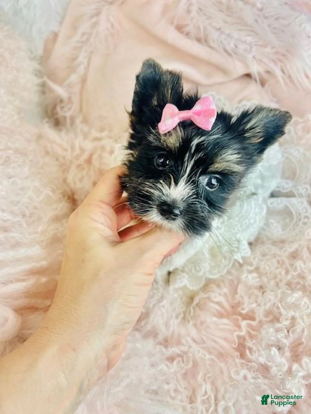 Yorkshire Terrier dogs for sale: Yorkshire Terrier Puppy 2 - Ad 2