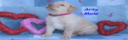 Labrador Retriever dogs for sale: Arty - Ad 3