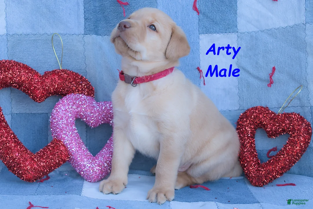 Labrador Retriever dogs for sale: Arty - Ad 3