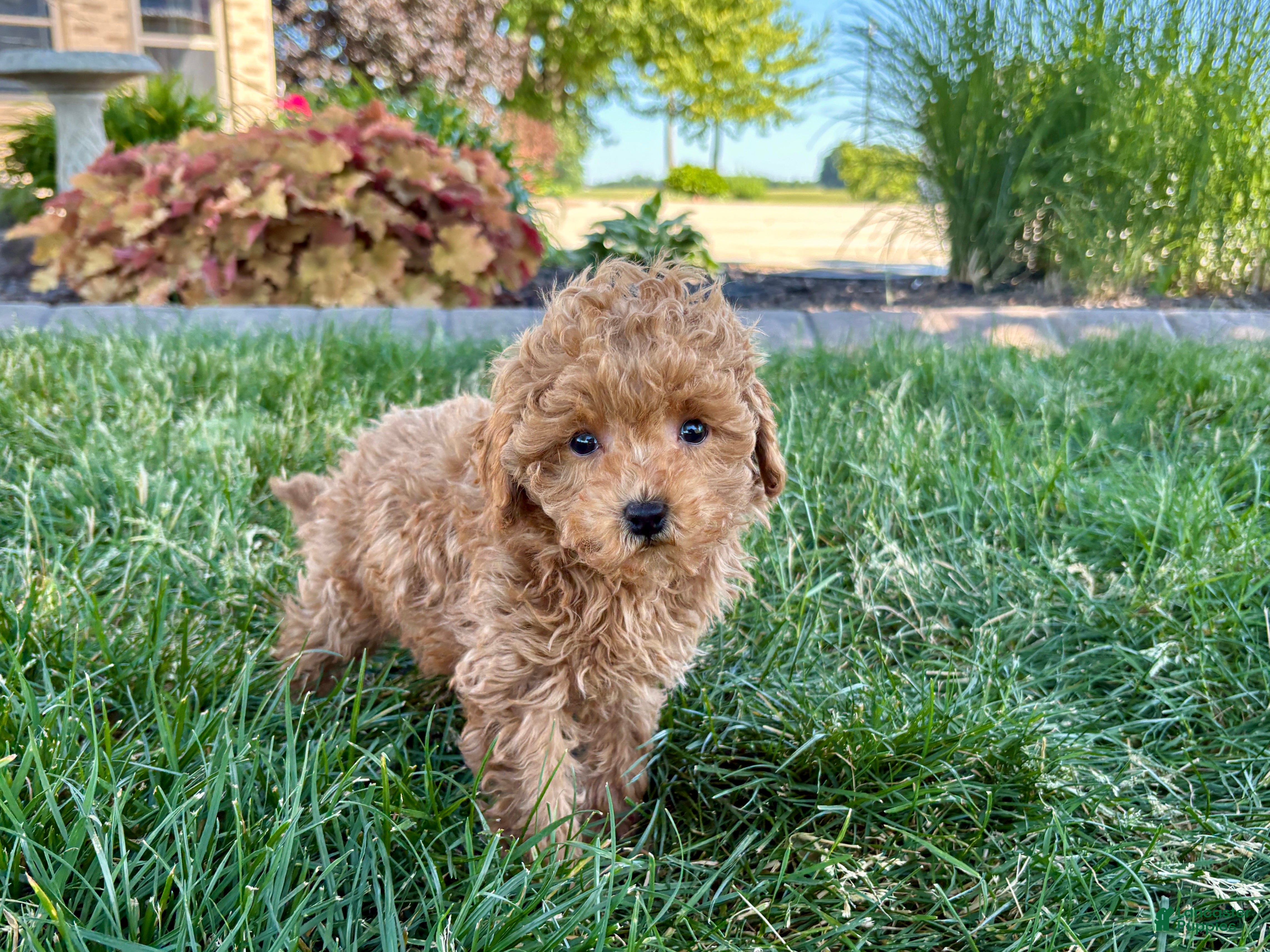 Maltipoo dogs for sale: Ada - Ad 5
