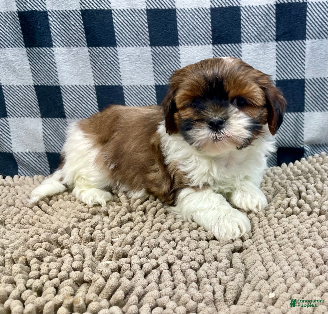 Shih Tzu dogs for sale: Mike - Ad 1