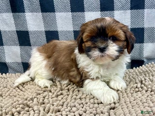 Shih Tzu dogs Mike - Ad 38