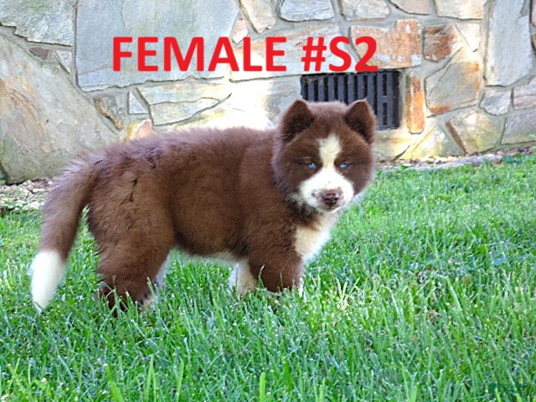 Siberian Husky dogs for sale:  S2 - Ad 1