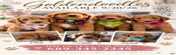 Goldendoodle dogs for sale: Biscuit - Ad 1