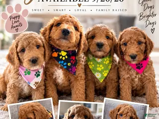 Goldendoodle dogs Biscuit - Ad 17