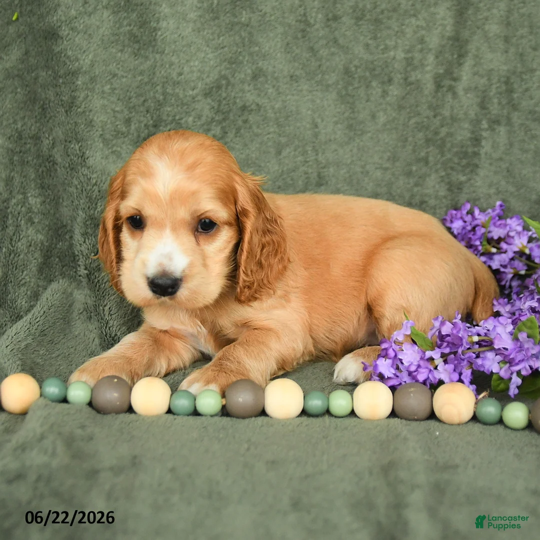 English Cocker Spaniel dogs for sale: Buddy - Ad 3