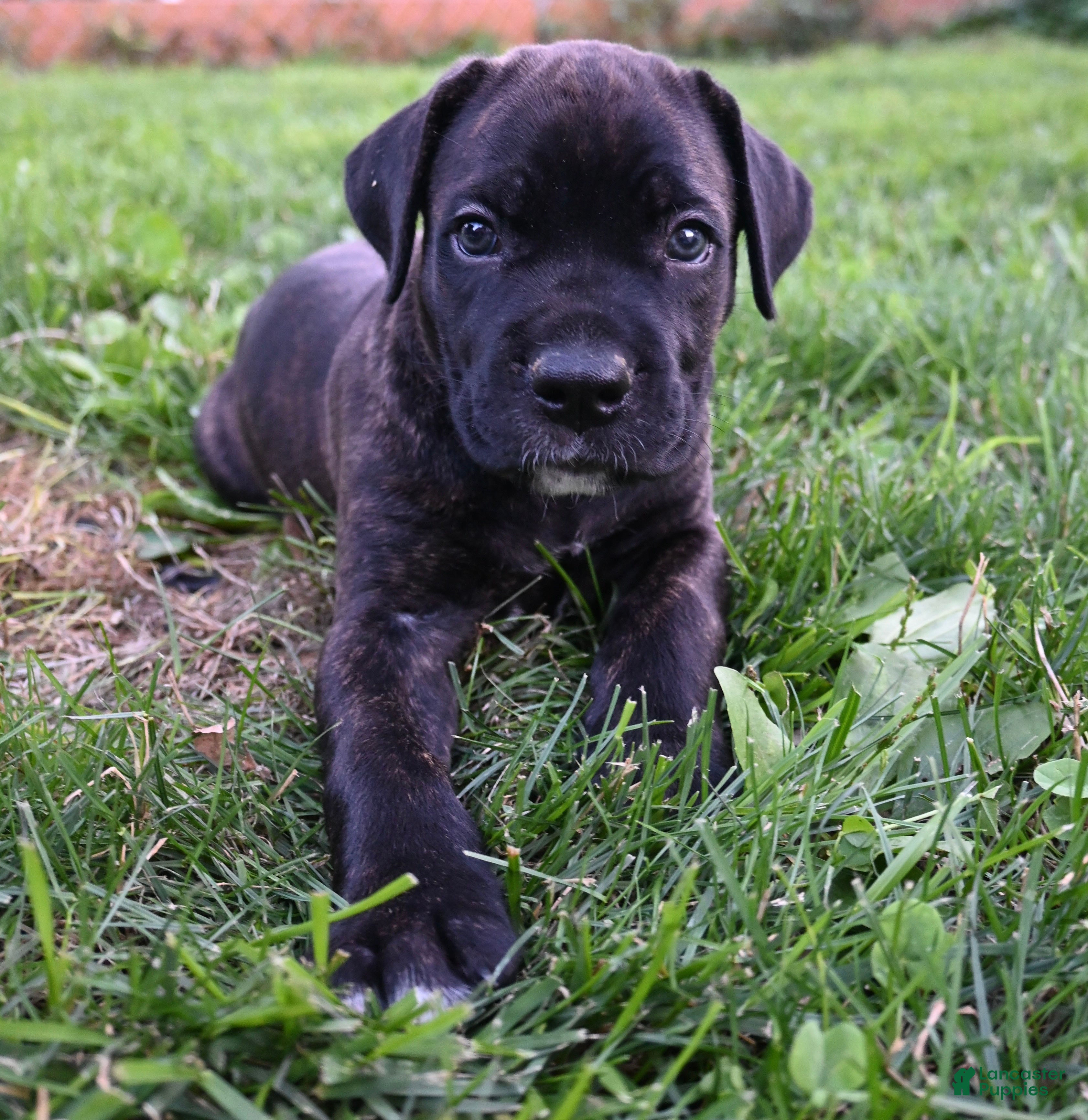 Cane Corso dogs Emanuelle - Ad 1