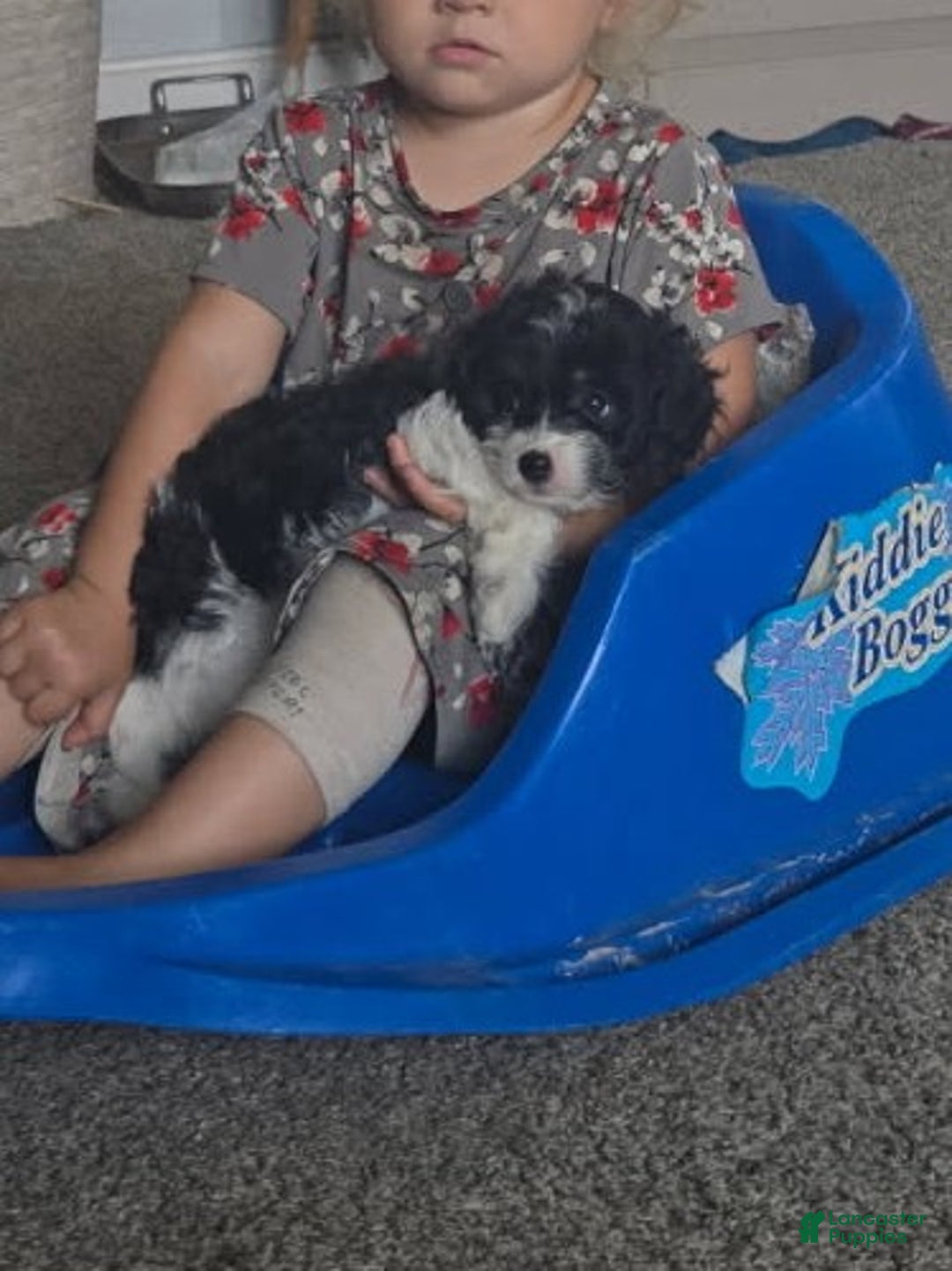 Cavapoo dogs for sale: Sasha - Ad 7