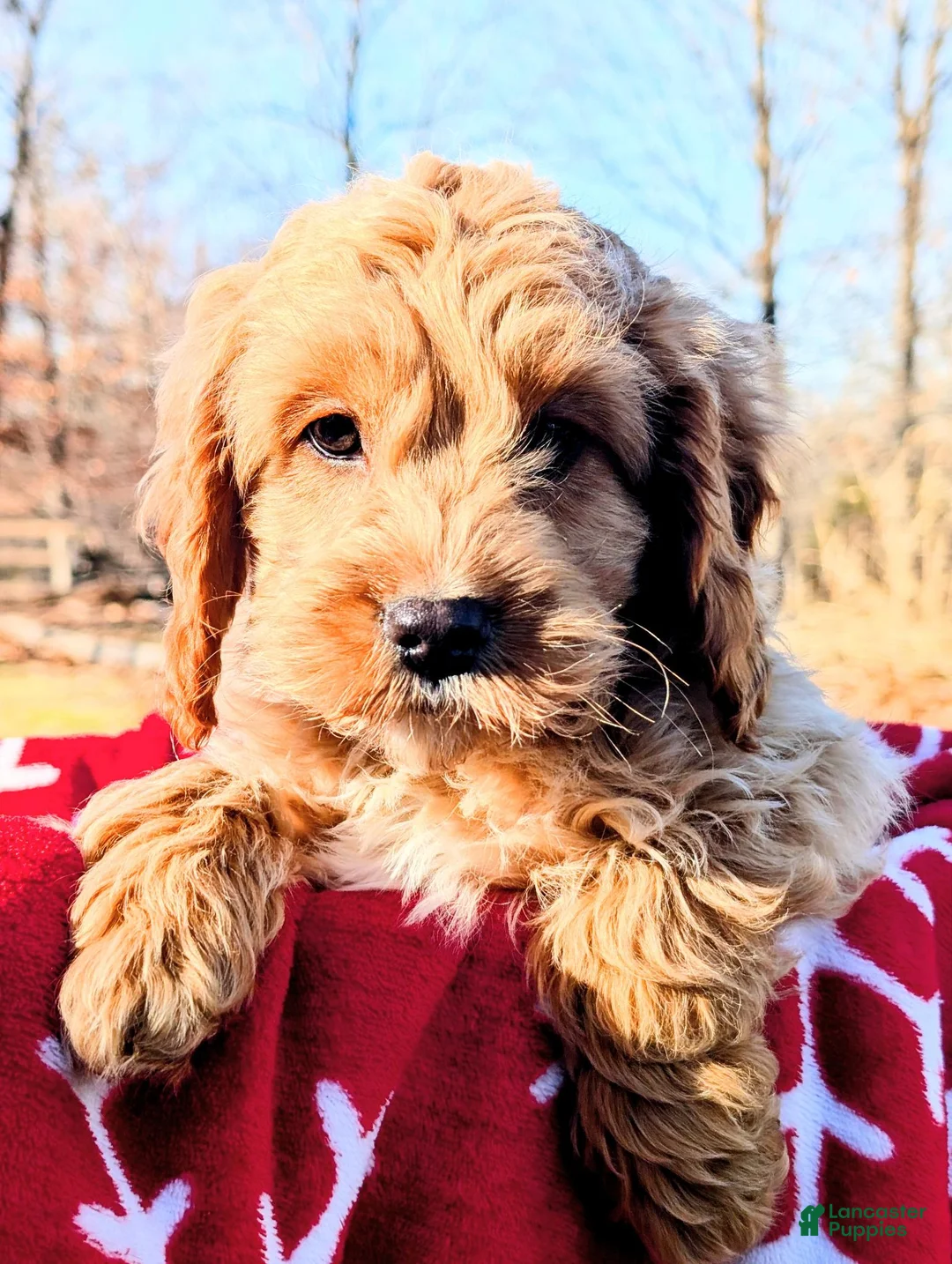 Cockapoo dogs for sale: Freddie - Ad 1