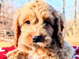 Cockapoo dogs Freddie - Ad 1