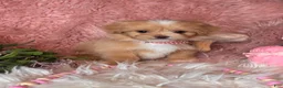 Pekapoo dogs for sale: Whisper - Ad 2
