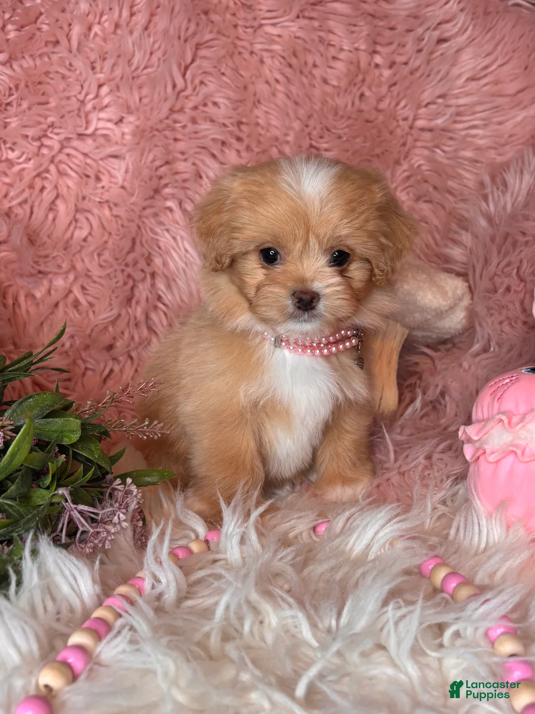 Pekapoo dogs for sale: Whisper - Ad 2