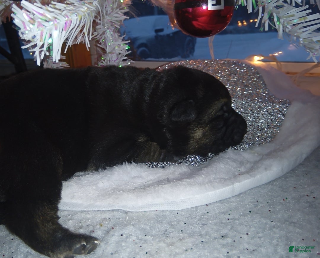 German Shepherd dogs for sale: Diamond - Ad 37