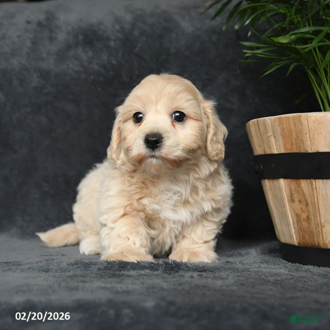 Maltipoo dogs for sale: Gorden - Ad 3