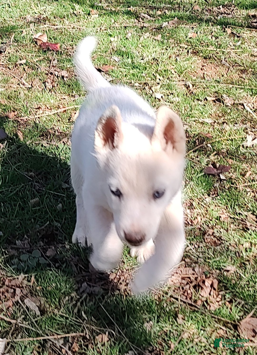 Siberian Husky dogs for sale: Siberian Husky Puppy 1 - Ad 4