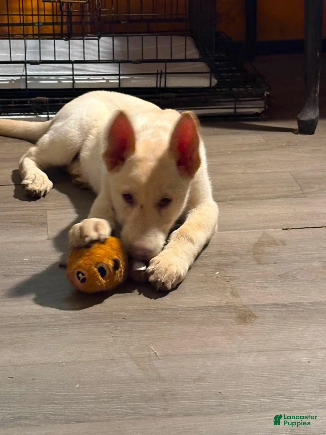 German Shepherd dogs for sale: GeeJay GypJūn  - Ad 2
