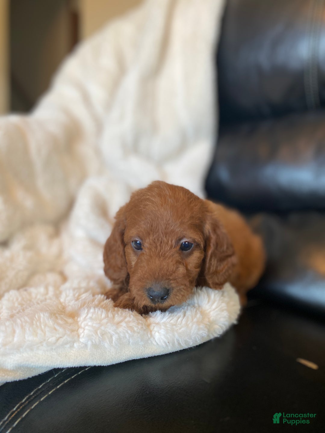 Mixed Breed dogs for sale: Mistletoe  - Ad 4