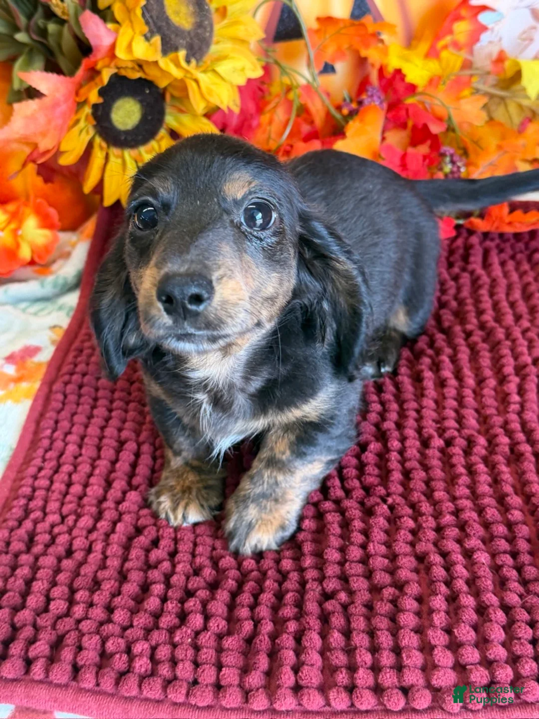 Miniature Dachshund dogs for sale: Radar - Ad 3