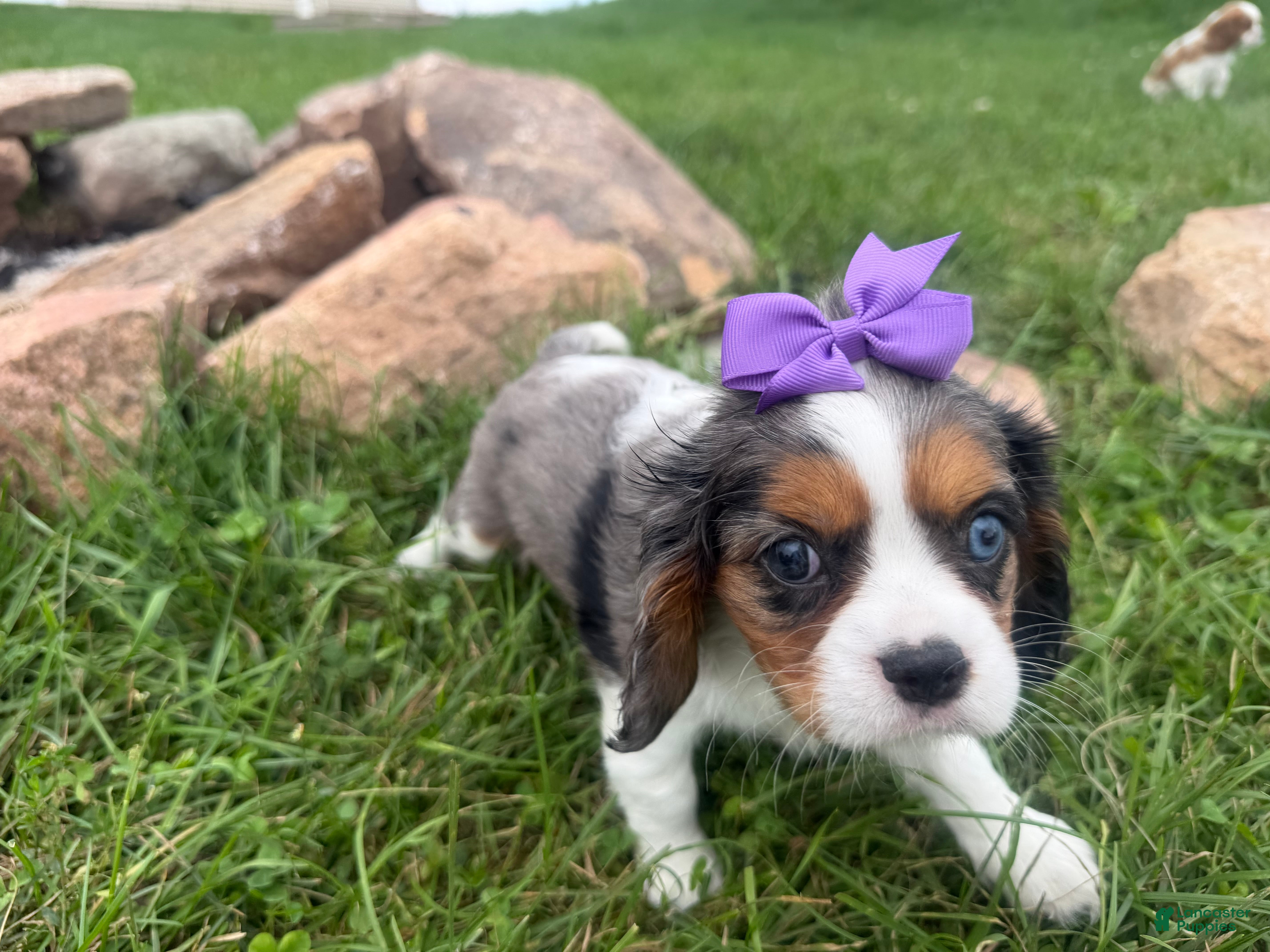 Cavalier King Charles Spaniel dogs Leila - Ad 39